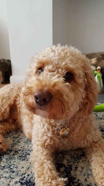 Cooper